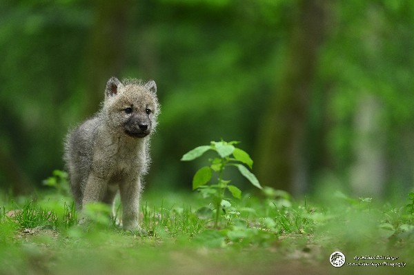 Polarwölfe Arctic wolves Anyu Nova Yuki